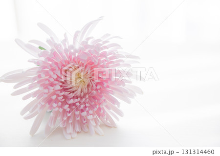 背景用　切り花　菊の花 131314460