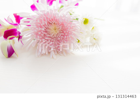 背景用　切り花　菊の花 131314463