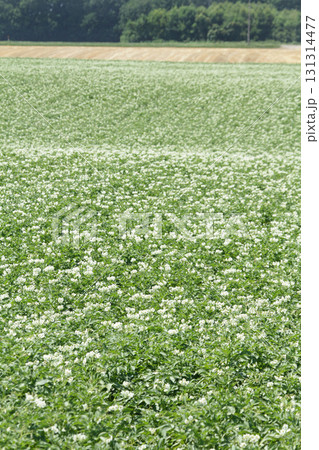 ジャガイモの花 じゃがいもの花 ジャガイモ畑 じゃがいも畑 馬鈴薯畑 ジャガイモの花 じゃがいもの花 ジャガイモ畑 じゃがいも畑 馬鈴薯畑 131314477