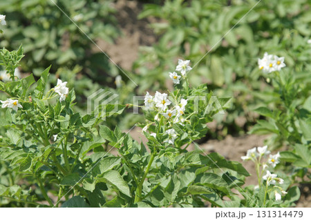 ジャガイモの花　じゃがいもの花　ジャガイモ畑　じゃがいも畑　馬鈴薯畑 131314479