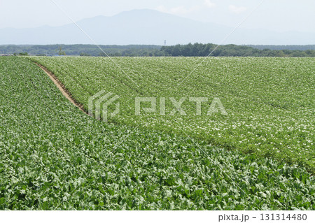 ジャガイモの花　じゃがいもの花　ジャガイモ畑　じゃがいも畑　馬鈴薯畑 131314480