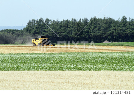 ジャガイモの花　じゃがいもの花　ジャガイモ畑　じゃがいも畑　馬鈴薯畑 131314481