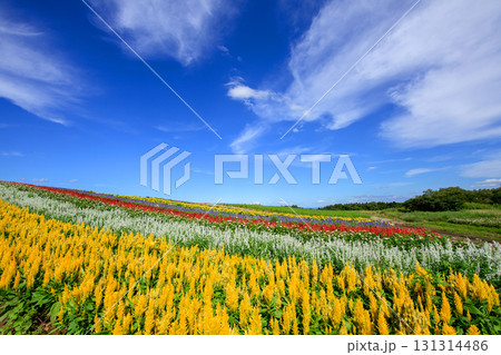 大空の下　美しい花畑広がるやくらいガーデン絶景の日　宮城県 131314486