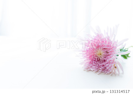 背景用　切り花　菊の花 131314517