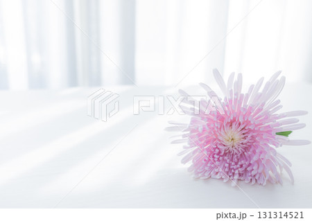 背景用 切り花 菊の花 背景用 切り花 菊の花 131314521