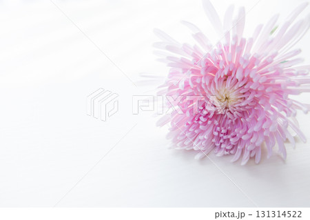 背景用　切り花　菊の花 131314522