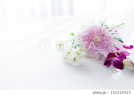 背景用 切り花 菊の花 背景用 切り花 菊の花 131314523