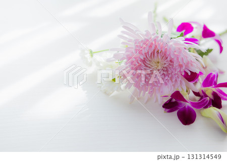 背景用　切り花　菊の花 131314549