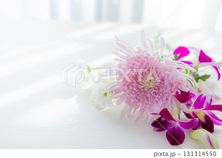 背景用 切り花 菊の花 背景用 切り花 菊の花 131314550