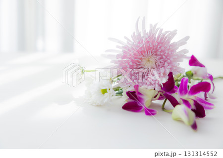 背景用 切り花 菊の花 背景用 切り花 菊の花 131314552