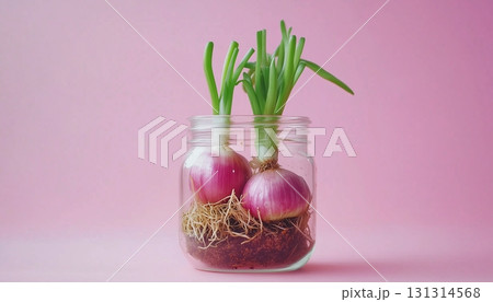 Replant red onion seasoning vegetable fresh growing on glass jar 131314568