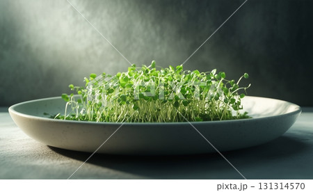 microgreen seed sprout growing on plate with sunlight 131314570