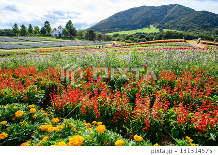 清々しい花畑 やくらいガーデン快晴の日 宮城県 清々しい花畑 やくらいガーデン快晴の日 宮城県 131314575