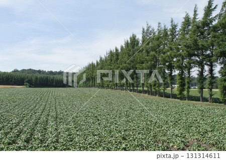 オホーツクエリア田園地帯　オホーツク丘陵地帯　田園風景 131314611