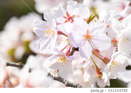 春の日差しを浴びて咲く満開の桜 131314785