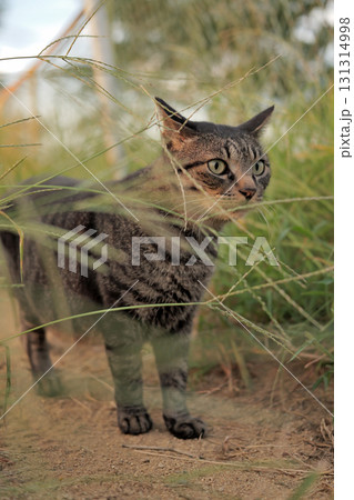 広場で遊ぶとら猫 広場で遊ぶとら猫 131314998