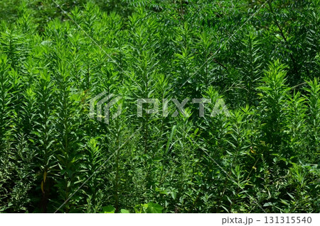 空き地 荒地 雑草 土地 vacant lot 空き地 荒地 雑草 土地 vacant lot 131315540
