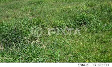 空き地　荒地　雑草　土地　vacant lot 131315544