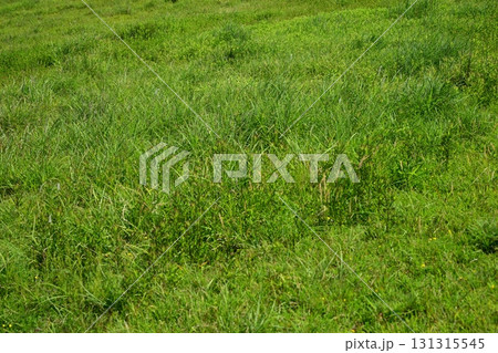 空き地　荒地　雑草　土地　vacant lot 131315545