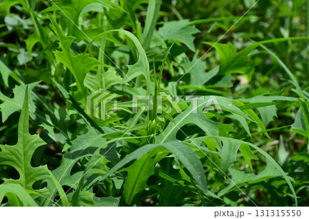 空き地　荒地　雑草　土地　vacant lot 131315550