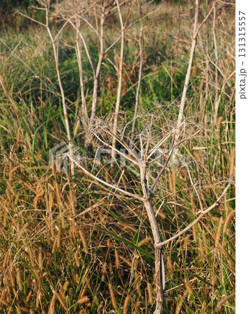空き地 荒地 雑草 土地 vacant lot 空き地 荒地 雑草 土地 vacant lot 131315557
