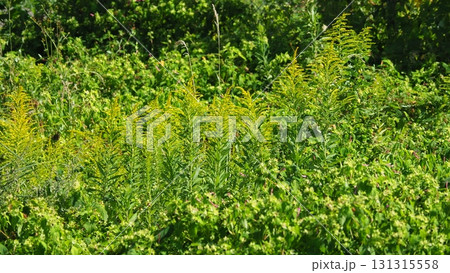 空き地 荒地 雑草 土地 vacant lot 空き地 荒地 雑草 土地 vacant lot 131315558