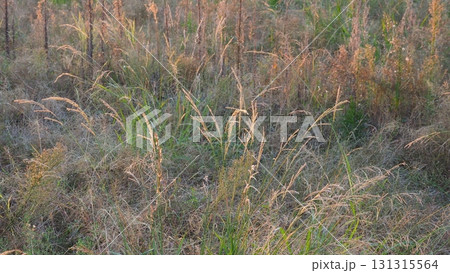 空き地 荒地 雑草 土地 vacant lot 空き地 荒地 雑草 土地 vacant lot 131315564