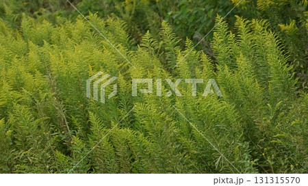 空き地　荒地　雑草　土地　vacant lot 131315570