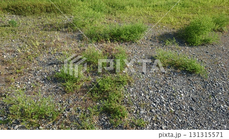 空き地 荒地 雑草 土地 vacant lot 空き地 荒地 雑草 土地 vacant lot 131315571