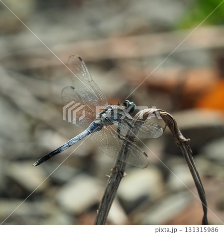 とんぼ（シオカラトンボ） 131315986