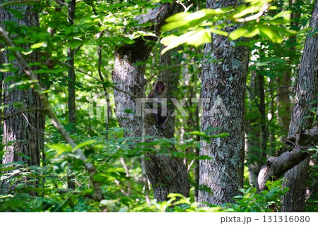 新潟県　笹ヶ峰キャンプ場 131316080