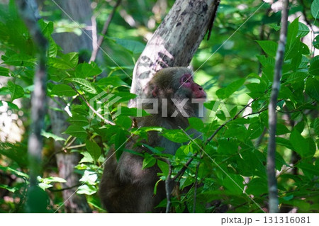 新潟県 笹ヶ峰キャンプ場 新潟県 笹ヶ峰キャンプ場 131316081