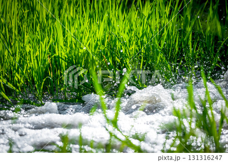 Watering nature of rice field on rice paddy 131316247