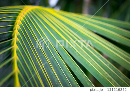 Greenery background of nature plant and leaf 131316252