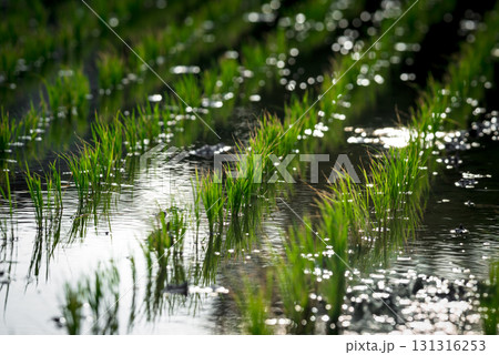 Nature of rice field on rice paddy Nature of rice field on rice paddy 131316253
