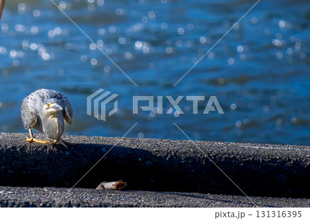 水辺のササゴイ・コピースペース 131316395