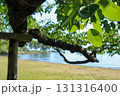 木陰から見える海 131316400