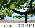 木陰から見える海 131316401