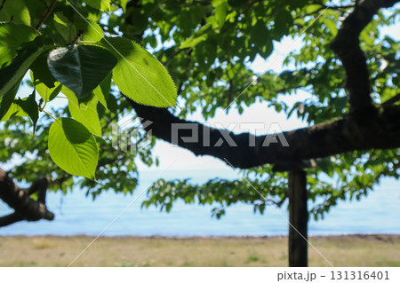 木陰から見える海 木陰から見える海 131316401