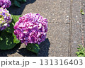 梅雨の晴れ間に咲く紫陽花 131316403