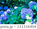 青い紫陽花 131316404