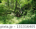 森の中の細い道 131316405