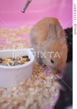 Cute bunny exploring its food bowl in a cozy habitat Cute bunny exploring its food bowl in a cozy habitat 131316977