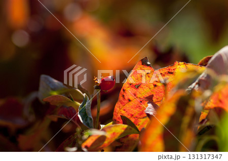 花水木の実 131317347