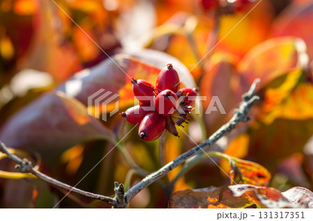 花水木の実 131317351