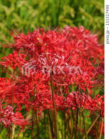 ヒガンバナ(彼岸花/Lycoris radiata) ヒガンバナ(彼岸花/Lycoris radiata) 131317498