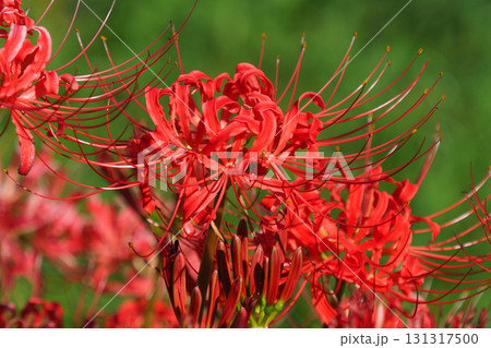 ヒガンバナ(彼岸花／Lycoris radiata) 131317500