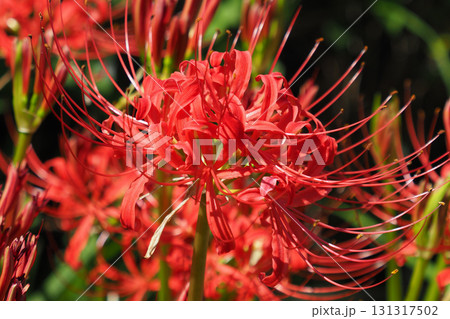 ヒガンバナ(彼岸花／Lycoris radiata) 131317502