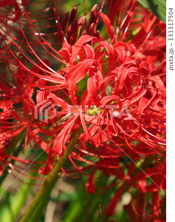 ヒガンバナ(彼岸花/Lycoris radiata) ヒガンバナ(彼岸花/Lycoris radiata) 131317504