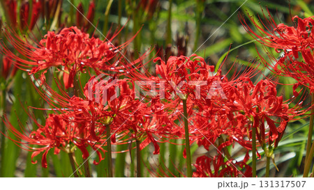 ヒガンバナ(彼岸花／Lycoris radiata) 131317507